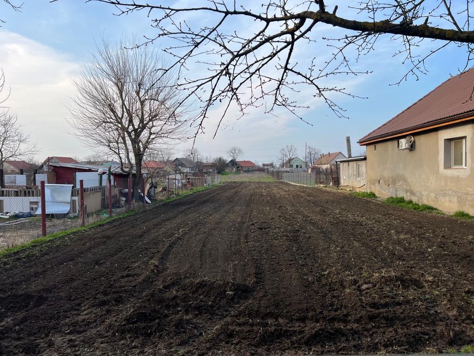 Teren intravilan1928 mp – Dinias, la 20 km de Timișoara | Livadă cu 50 pruni