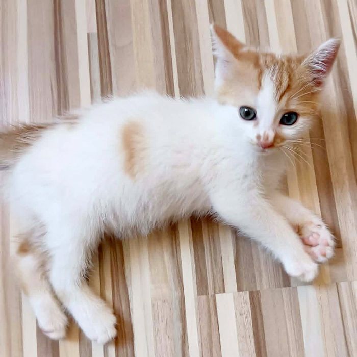 Мъжки котета на 3 месеца търсят дом