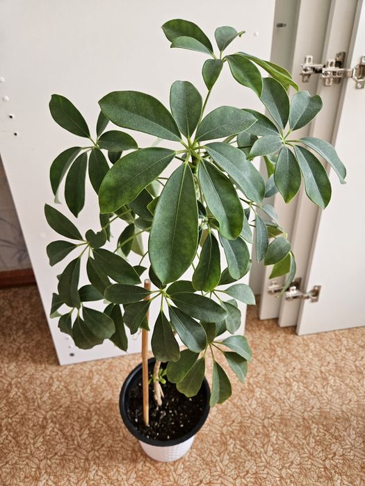 Цветы комнатные 4 горшка