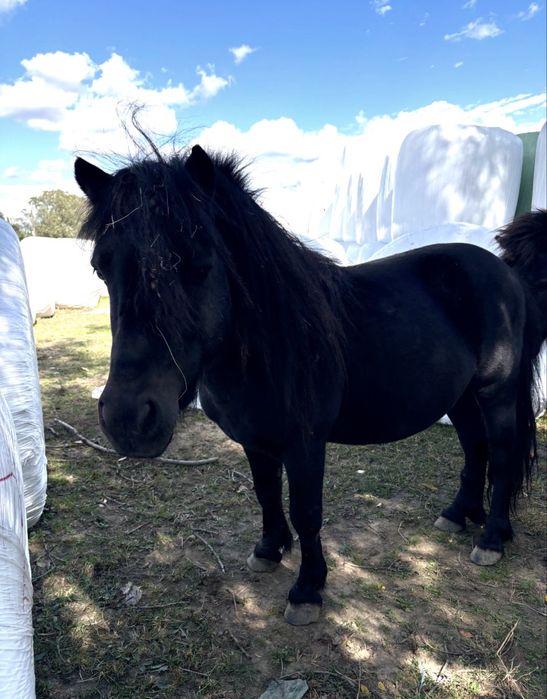 Vând ponei armasar in varsta de 3 ani