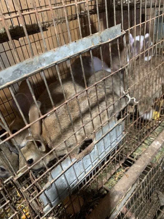 Vand iepuri mici si mari