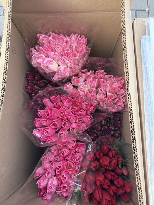 Тюльпаны потом свежие по 450