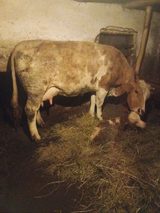 Vând vaca bălțată românească a2a fătare fătată recent