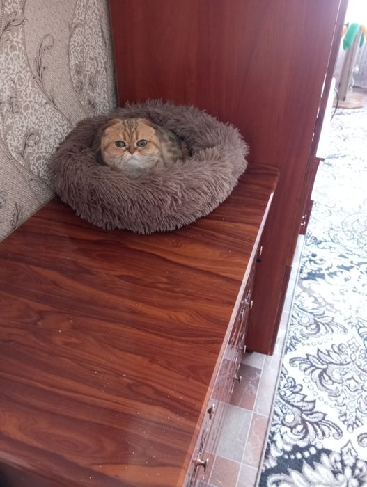 Кошка вислаушка стерельная