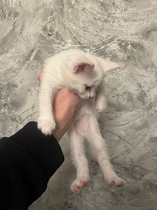 Отдам даром котят