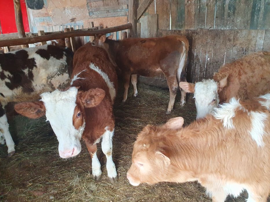 Vand 8 vitele baltate si 1 tauras