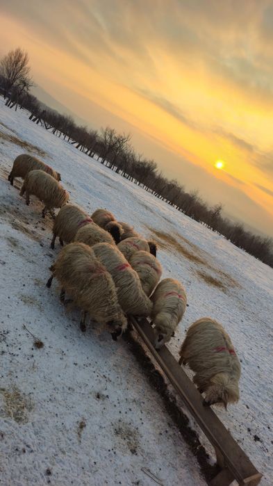 Vând 10 oi gestante