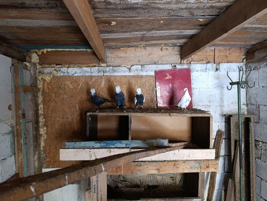 Голуби бакинцы 6 шт