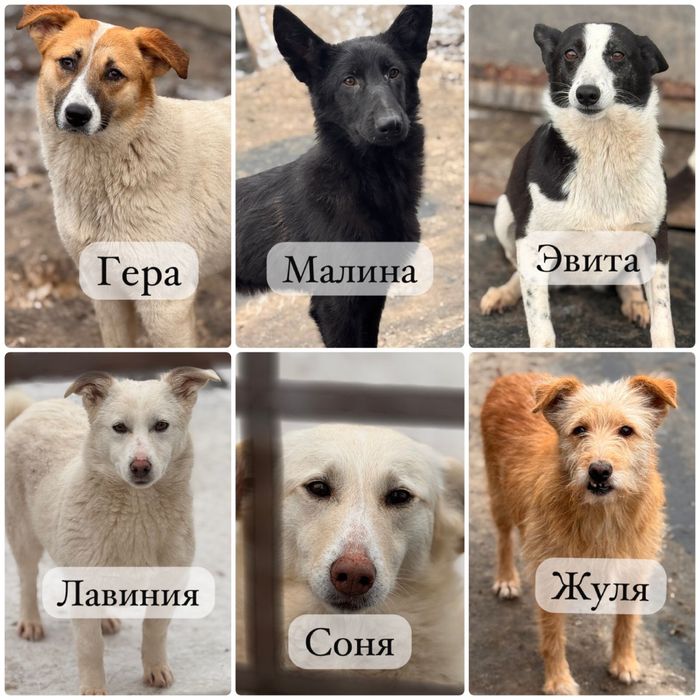 Собаки ищут семью