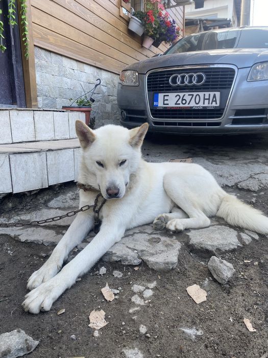 акита ину akita inu