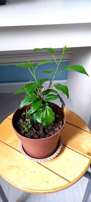 Китайская роза оранжевая