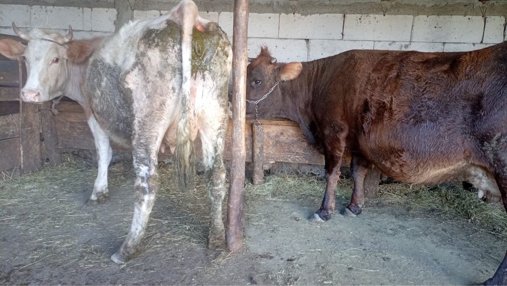 Vand una la alegere!