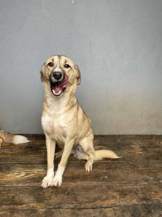 Adopta un caine - un sufletel are nevoie de stapan!