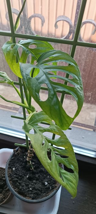 Монстера манки молодое растение