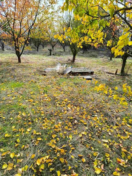 Продава се Къща в Шумен, Дивдядово - 1500 кв.м за 51 €/кв.м - Снимка #6