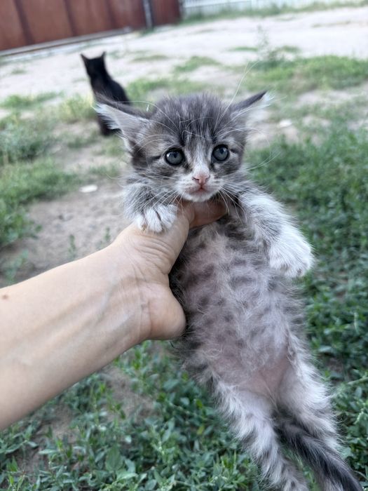 Отдам котят в добрые ручки