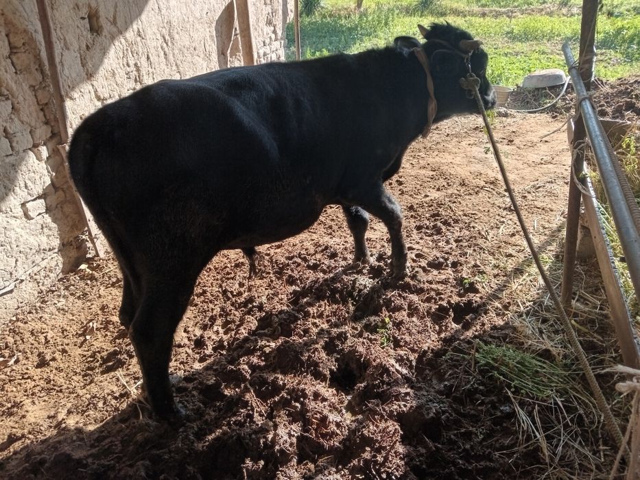 Бука сотилади  нархи келишилади