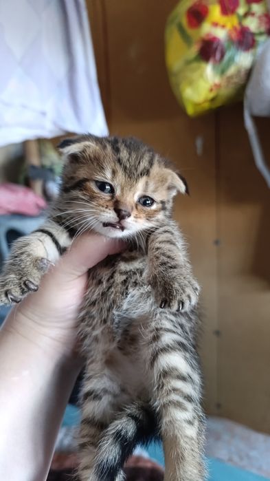 Котята Шотландские