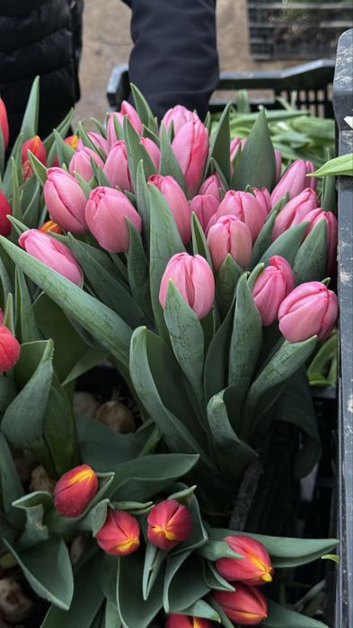 Тюльпаны в розницу Астана