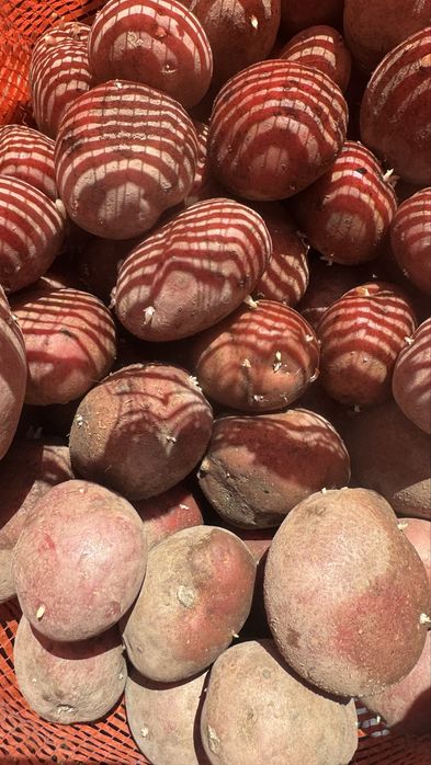 Семенной картошка Аладин