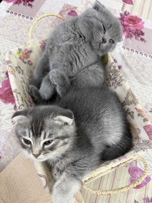 Продаются котики породы шотландская веслоухая