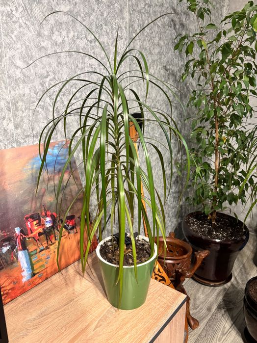 Цветок драцена пальма