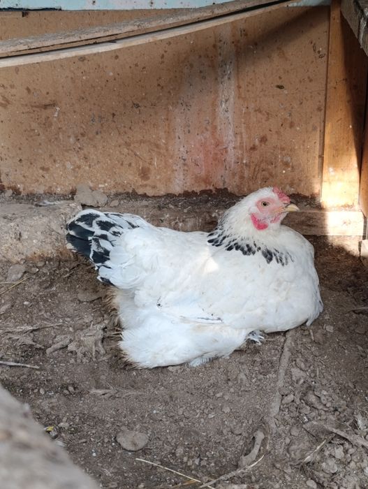 Brama svetli tovuq va hawaki