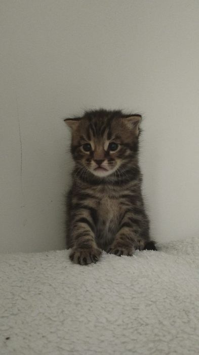 Шотландские котята