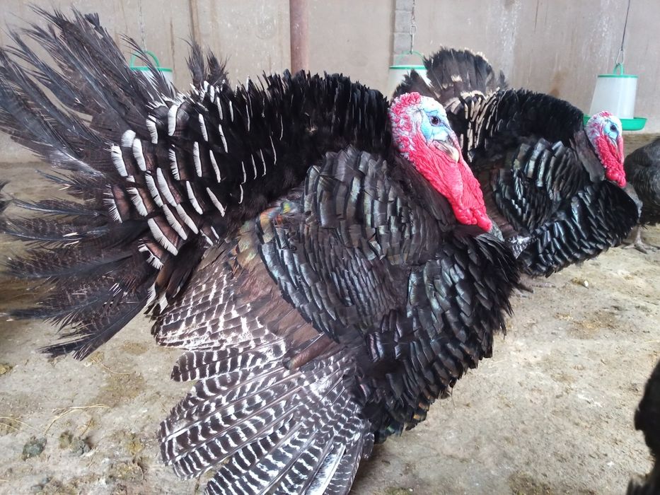 Индюки -Күрке тауық.