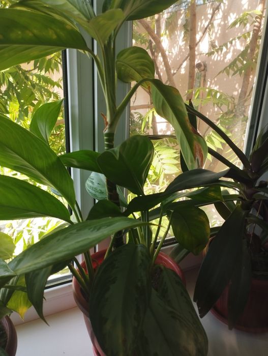 Продам комнатные цветы