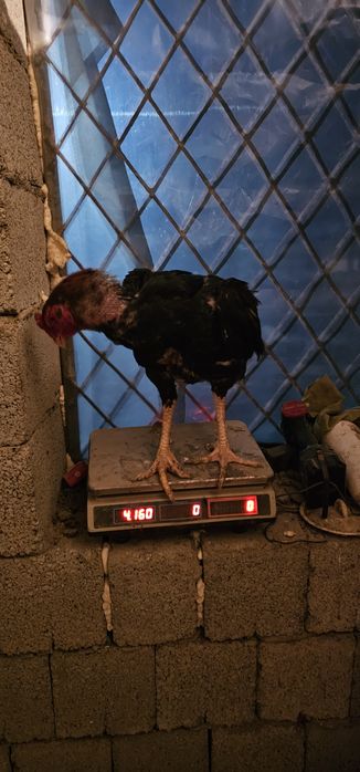 Дакан петухи майские