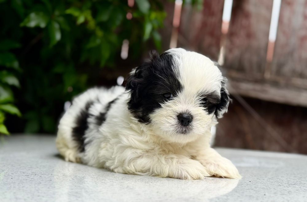 Mascul Shih Tzu, exemplar deosebit!