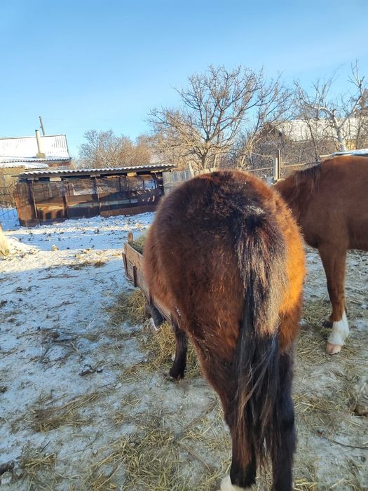 Продам лошадей, две кобылы и полторашка