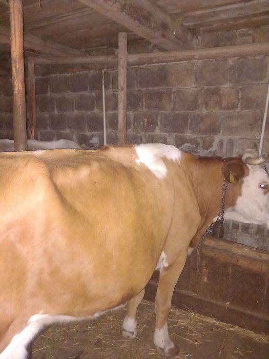 Vaca de vânzare gestantă