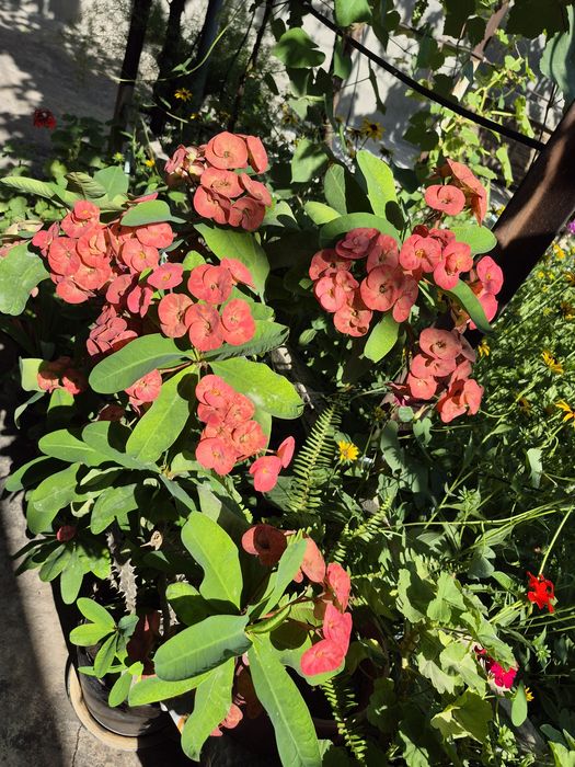 Эуфорбия Миля Молочай (многолетний)