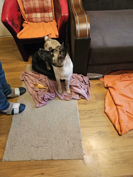 Donez pui de 4 luni metis Akita American