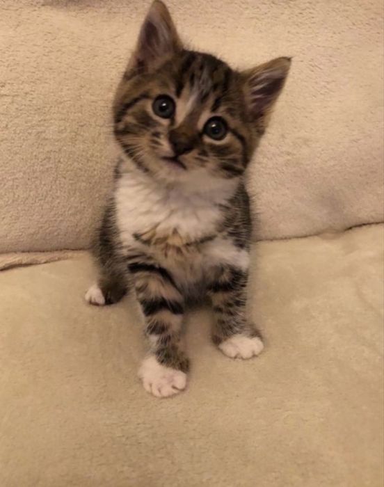 American shorthair puiut