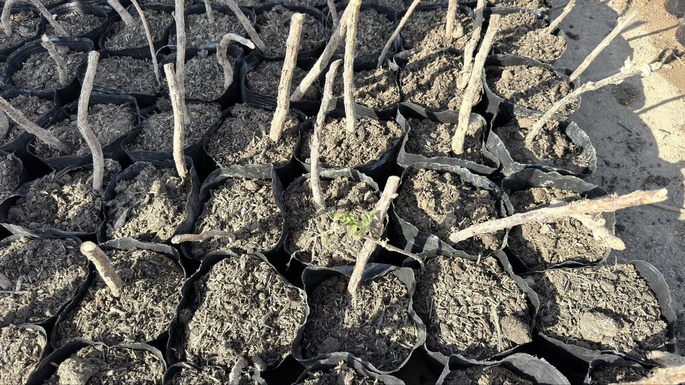 малина кучатлари бор ДЕЛНИВА НАВИ полшадан