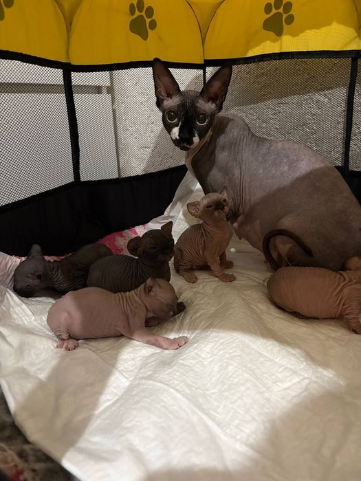 Продам котят канадский сфинкс