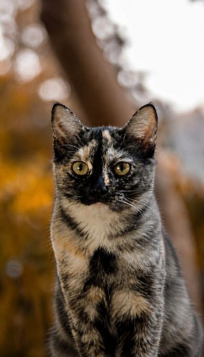 Девочка кошечка Надюша ищет семью