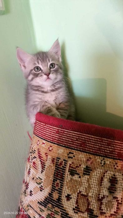 Породистые котята - девочки