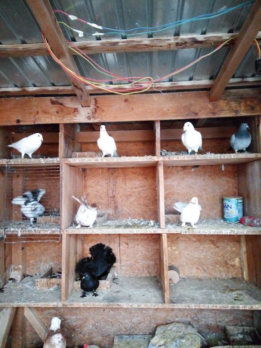 Desfintez crescătorie de porumbei