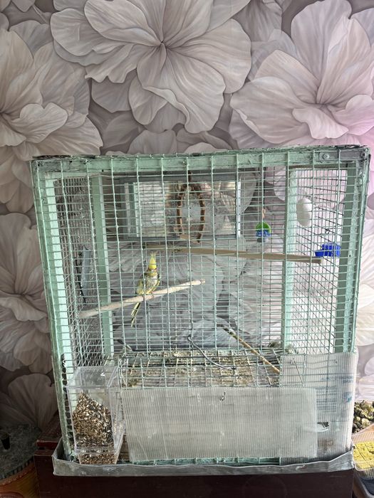 Попугай Карелла вместе с клеткой