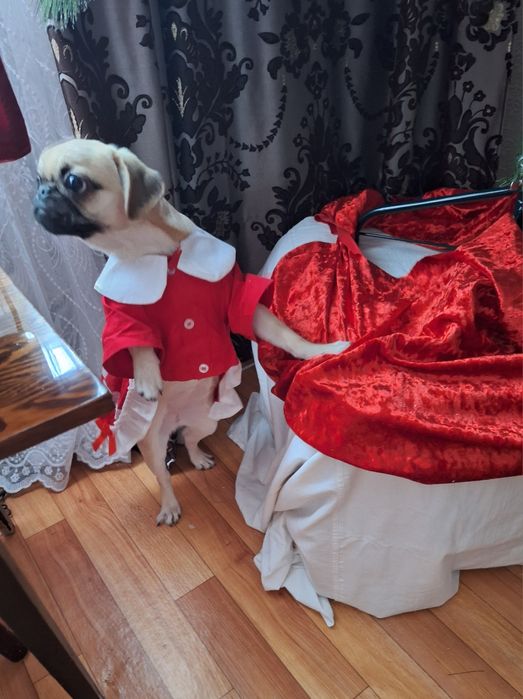 Продам мопса  девочка