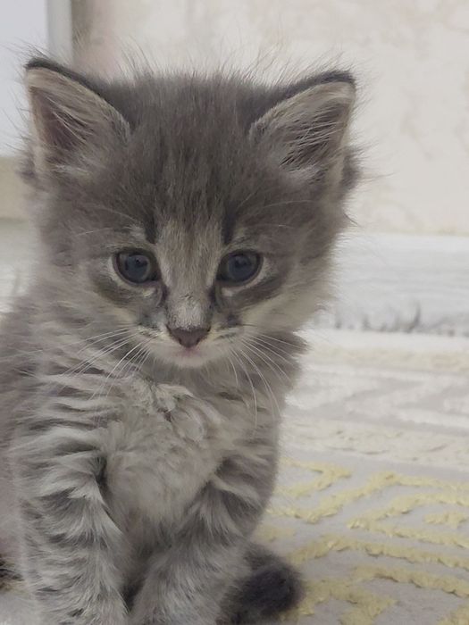 Кошка в хорошие руки