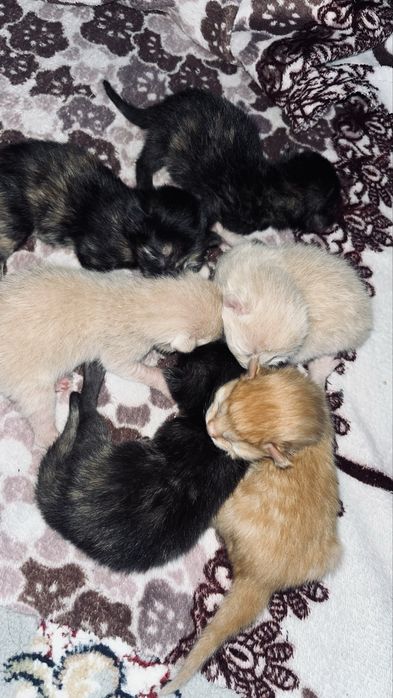 Кошка с 6 котятами
