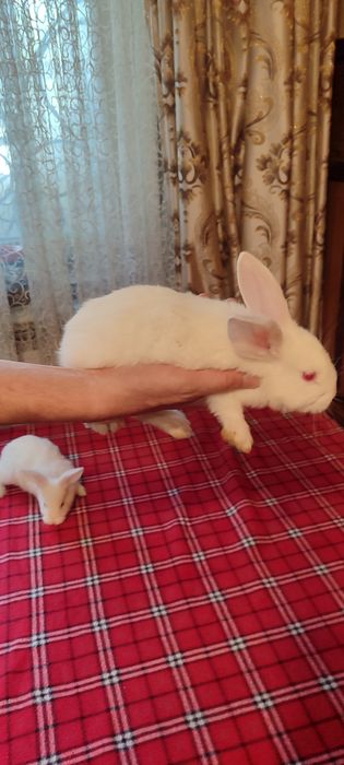 Кролики мелкие симпатичные