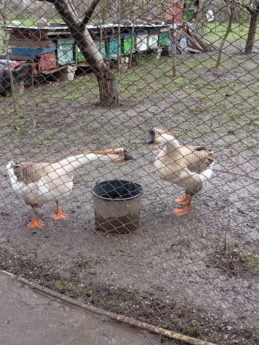 Ouă de gâște chinezești și africane ouă de rață Pekin și Leșească .