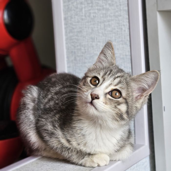 Две девочки , сестренки ищут дом!!!Ташкент!