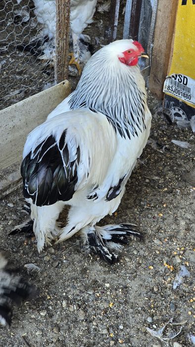 Cocoși brahma herminat deschis